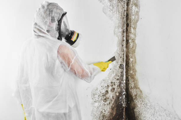 Why You Should Choose Our Mold Remediation Services in St Augustine Beach, FL